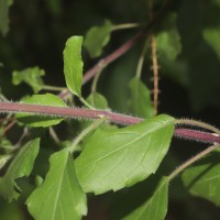 Ocimum basilicum var. basilicum L.